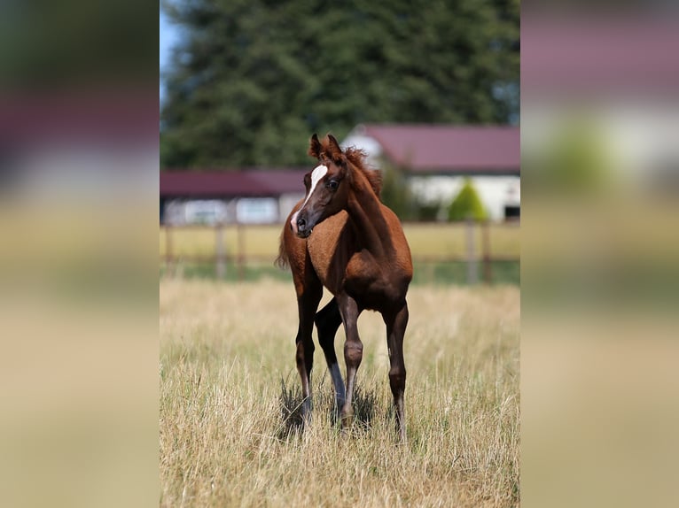 Arabian horses Mare  Chestnut-Red in Stryk&#xF3;w