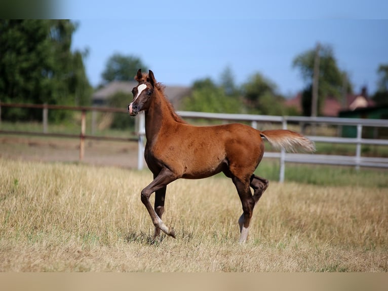 Arabian horses Mare  Chestnut-Red in Stryk&#xF3;w