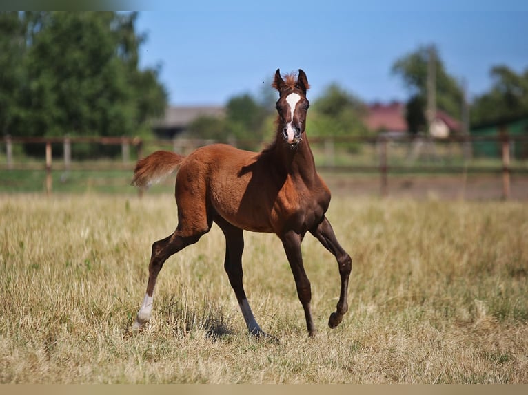Arabian horses Mare  Chestnut-Red in Stryk&#xF3;w