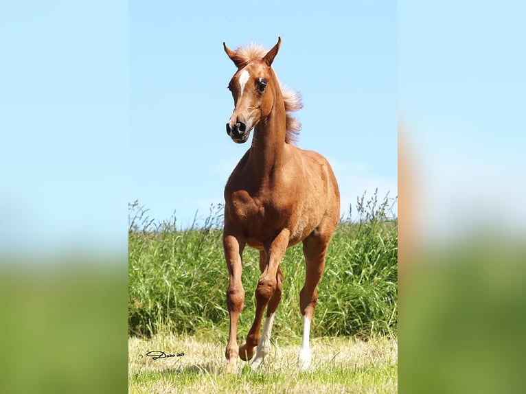 Arabian horses Mare Foal (01/2024) Chestnut-Red in Wallsee