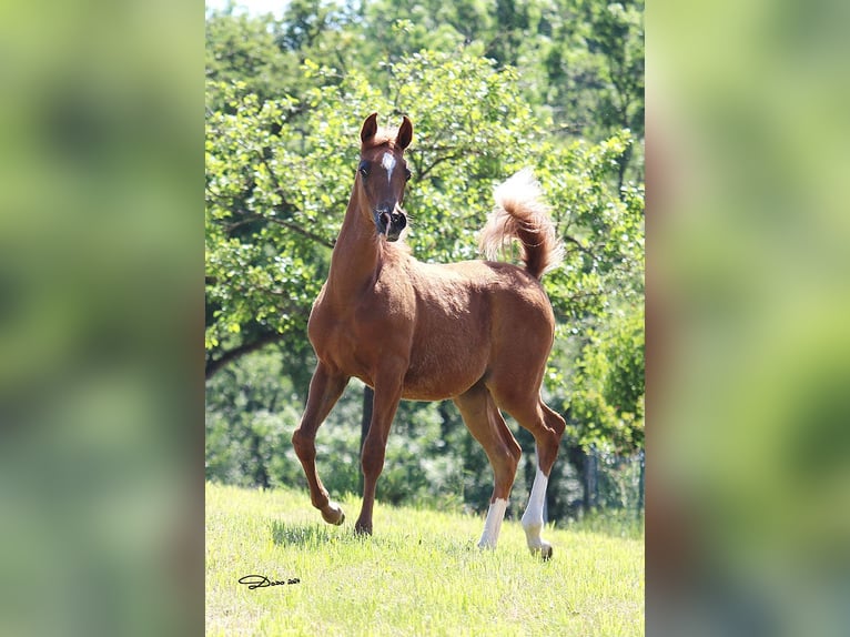 Arabian horses Mare Foal (01/2024) Chestnut-Red in Wallsee