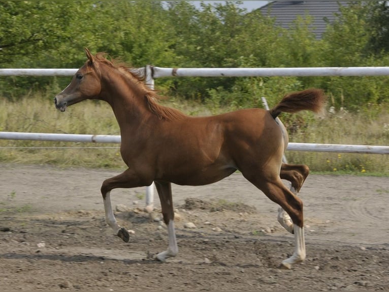 Arabian horses Mare Foal (03/2025) Chestnut-Red in Lodz