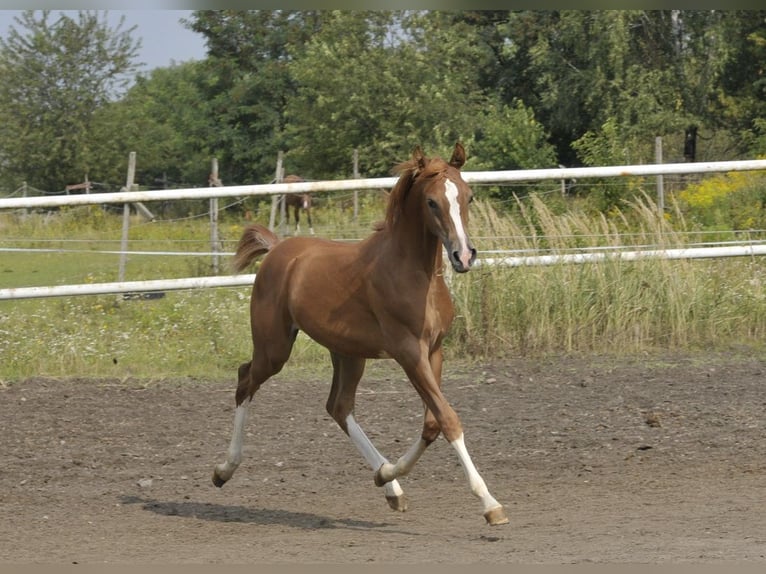 Arabian horses Mare Foal (03/2025) Chestnut-Red in Lodz