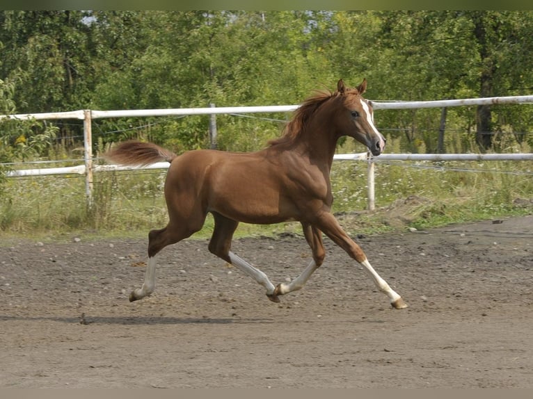 Arabian horses Mare Foal (03/2025) Chestnut-Red in Lodz