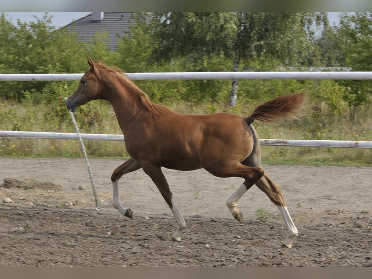 Arabian horses Mare Foal (03/2025) Chestnut-Red in Lodz