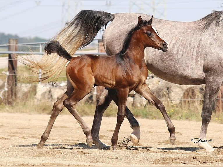 Arabian horses Mare Foal (07/2024) in Wallsee