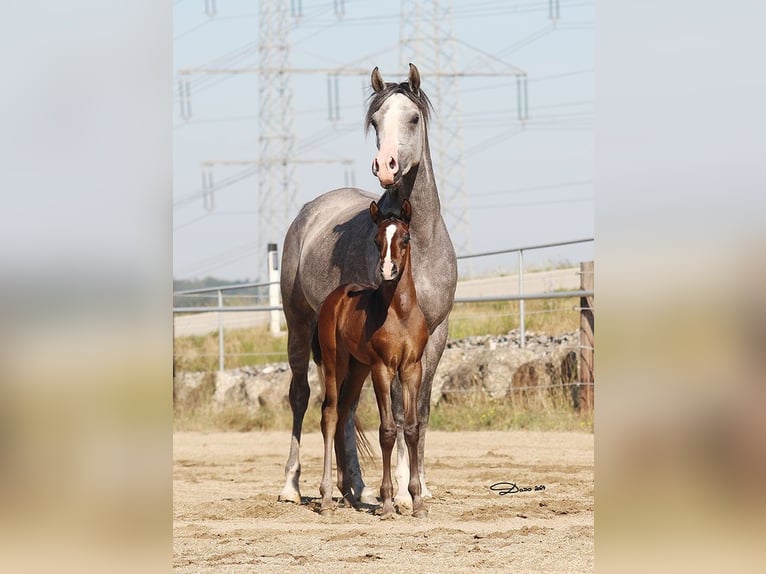 Arabian horses Mare Foal (07/2024) in Wallsee