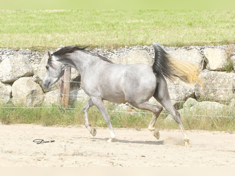 Arabian horses Mare  Gray in Wallsee