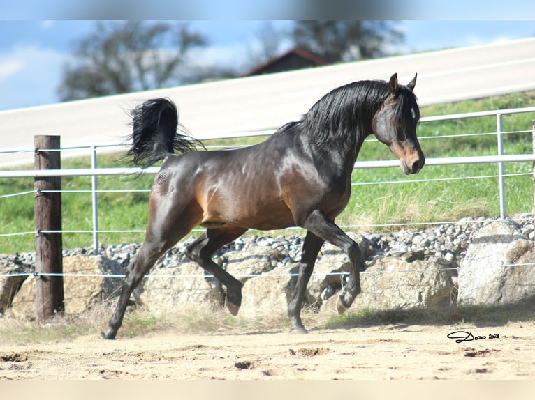 Arabian horses Mare  Gray in Wallsee