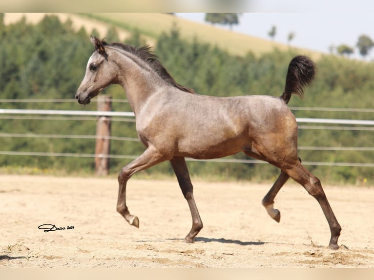 Arabian horses Mare  Gray in Wallsee