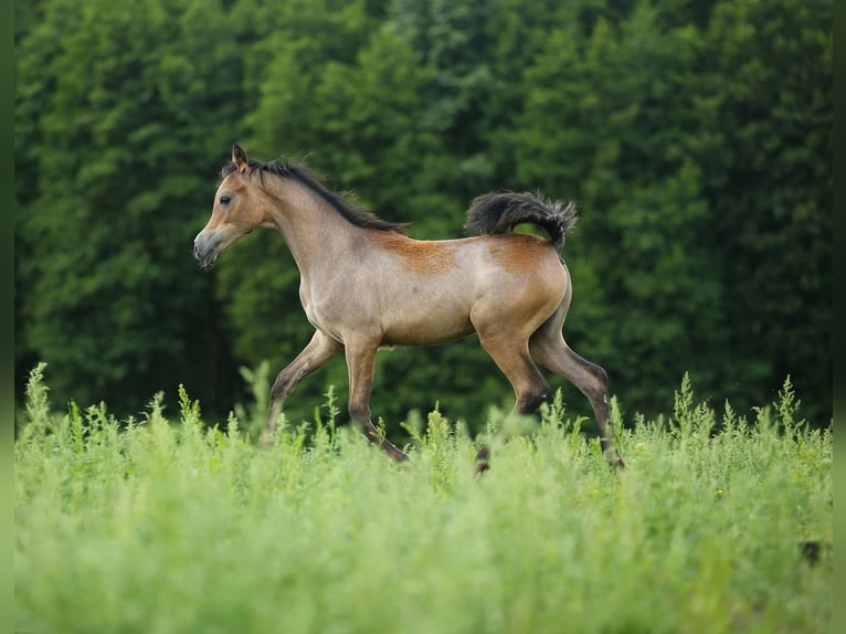 Arabian horses Mare Foal (02/2023) Gray in WOLA LOKOTOWA