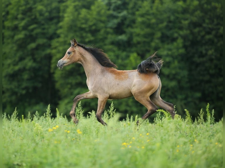 Arabian horses Mare Foal (02/2023) Gray in WOLA LOKOTOWA