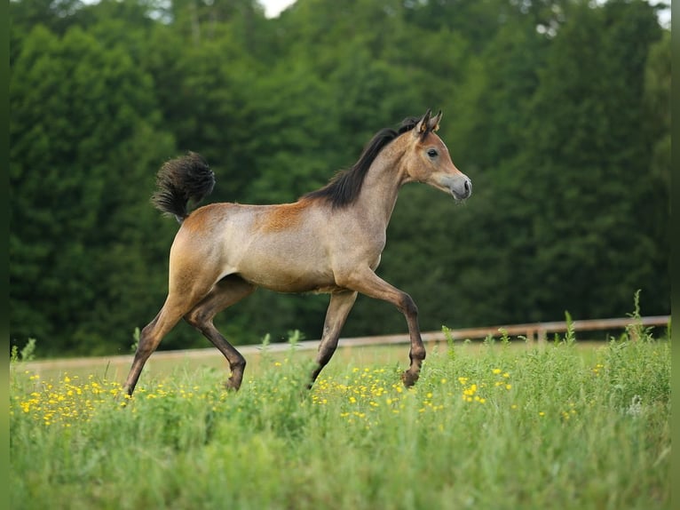 Arabian horses Mare Foal (02/2023) Gray in WOLA LOKOTOWA