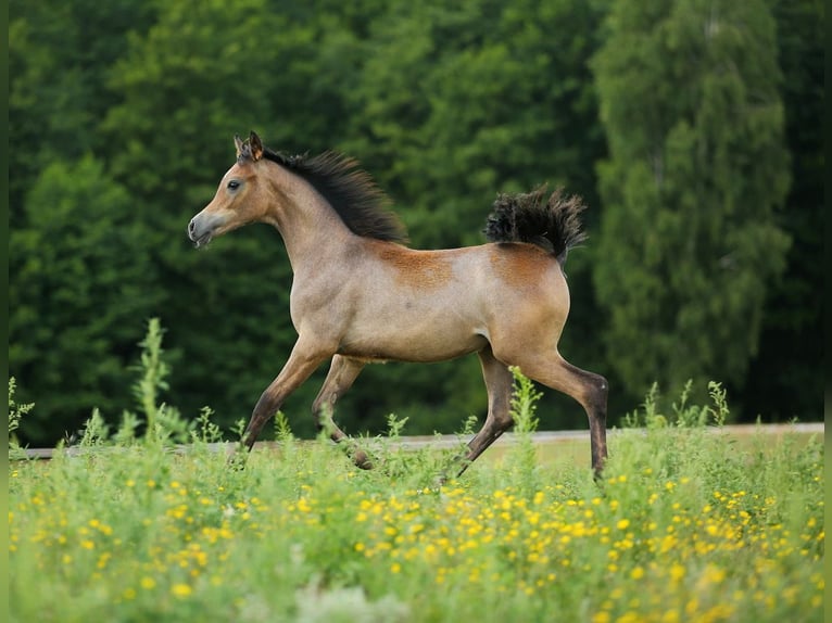 Arabian horses Mare Foal (02/2023) Gray in WOLA LOKOTOWA