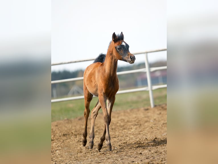 Arabian horses Mare Foal (02/2026) Grey in Stryków