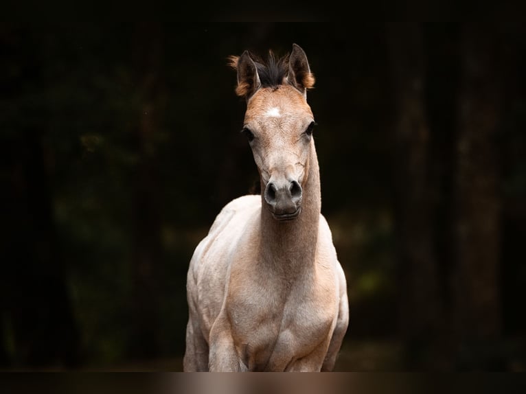 Arabian horses Mare Foal (01/2026) Grey in Reichshof