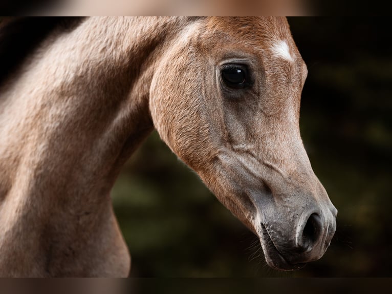 Arabian horses Mare Foal (01/2026) Grey in Reichshof