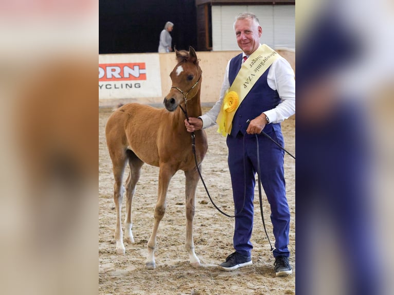 Arabian horses Mare Foal (01/2025) in Nellingen