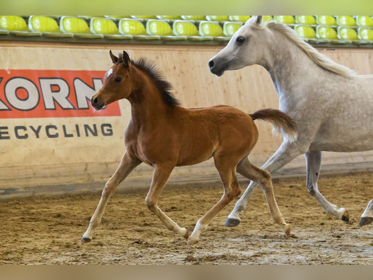 Arabian horses Mare Foal (01/2025) in Nellingen