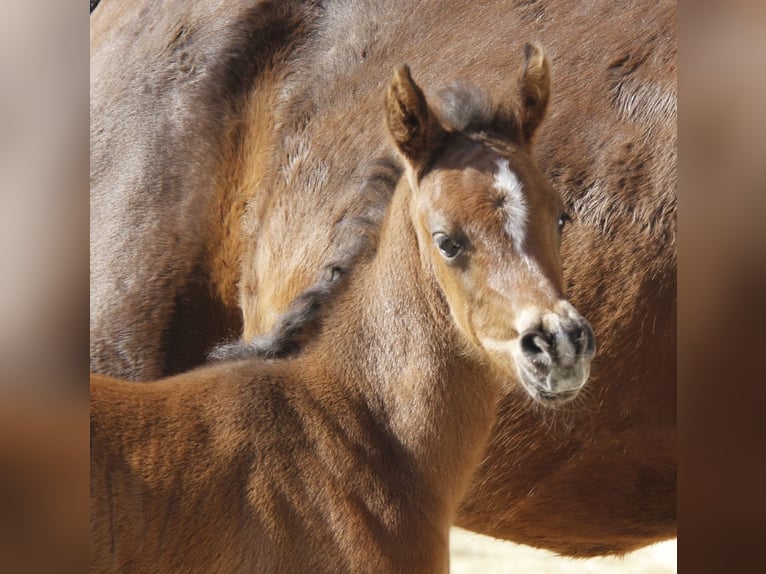Arabian horses Mare Foal (02/2026) Smoky-Black in Wallsee