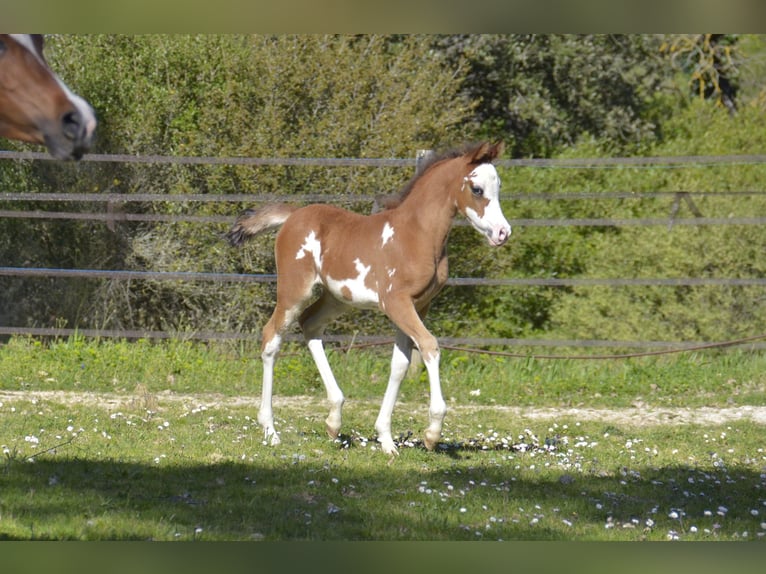 Arabian horses Mare Foal (03/2026) Tovero-all-colors in Camps La Source