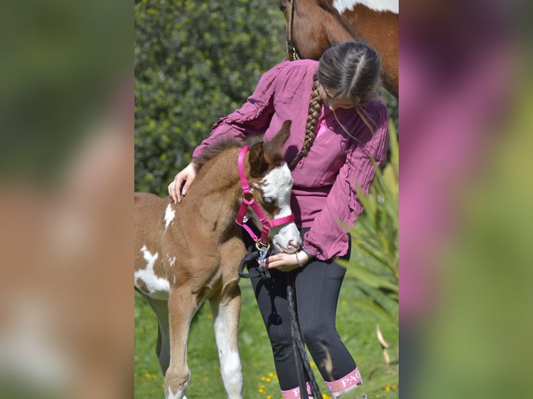 Arabian horses Mare Foal (03/2026) Tovero-all-colors in Camps La Source