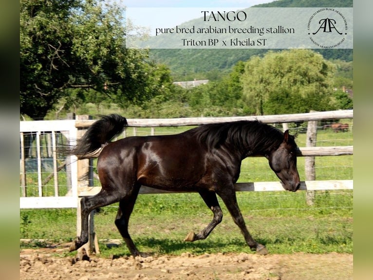 Arabian horses Stallion 10 years 14,2 hh Bay-Dark in Par&#xE1;d