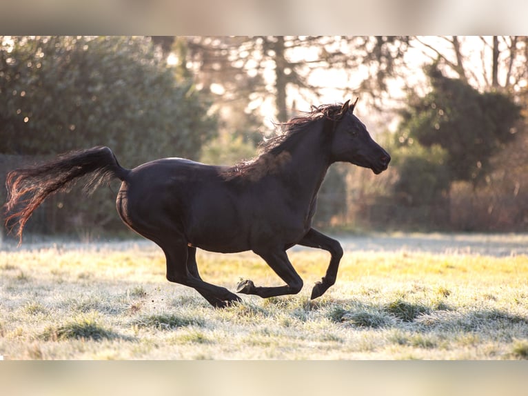 Arabian horses Stallion 10 years 14,2 hh Black in Moers