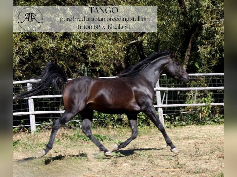 Arabian horses Stallion 10 years 14,2 hh Bay-Dark in Par&#xE1;d