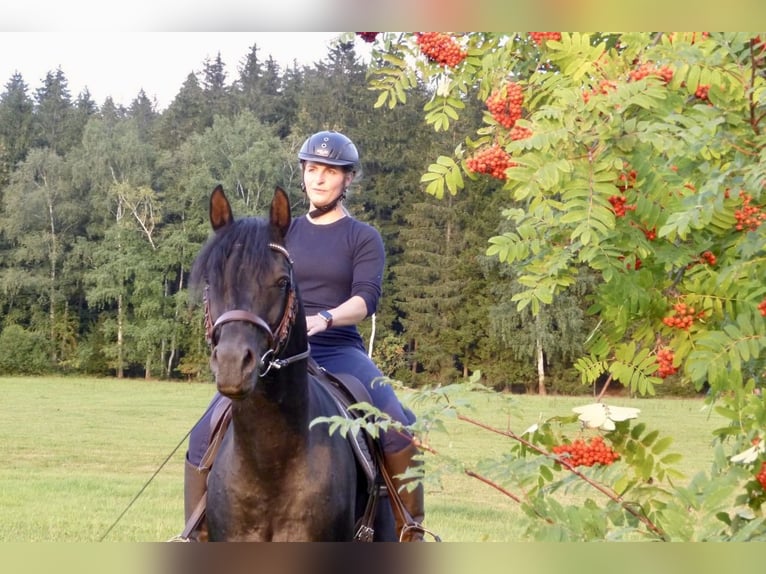 Arabian horses Stallion 10 years 15,1 hh Black in Elterlein