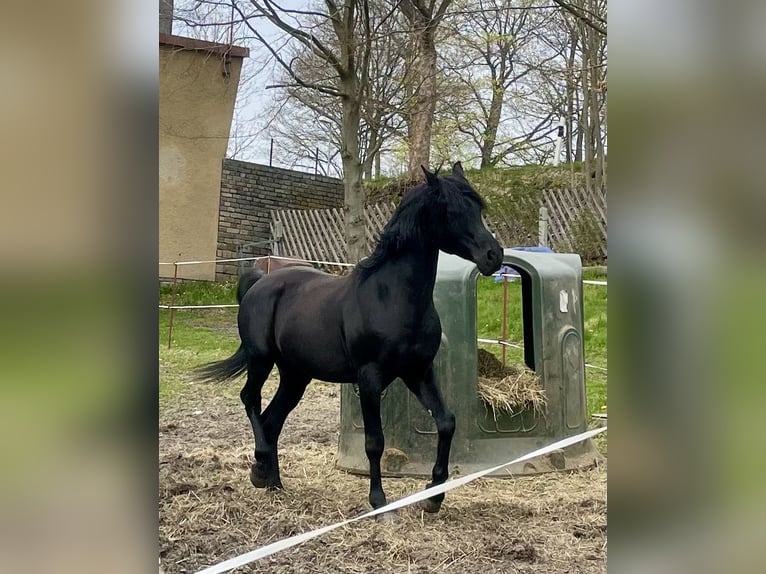Arabian horses Stallion 10 years 15,1 hh Black in Elterlein