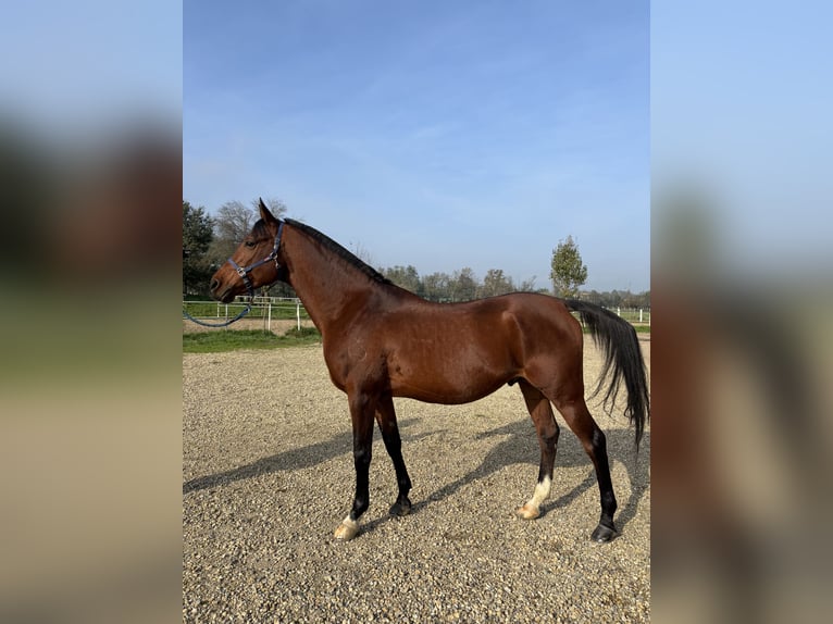 Arabian horses Stallion 10 years 15,1 hh Brown in Travo