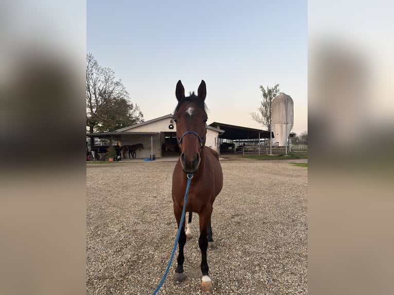 Arabian horses Stallion 10 years 15,1 hh Brown in Travo