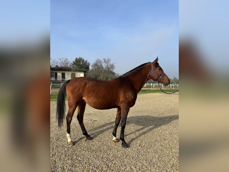 Arabian horses Stallion 10 years 15,1 hh Brown in Travo