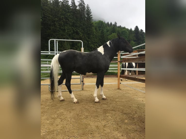Arabian horses Stallion 10 years 15,1 hh Pinto in Rot an der Rot