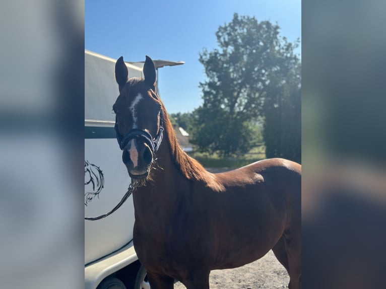 Arabian horses Stallion 10 years 15 hh Chestnut-Red in Diepenbeek