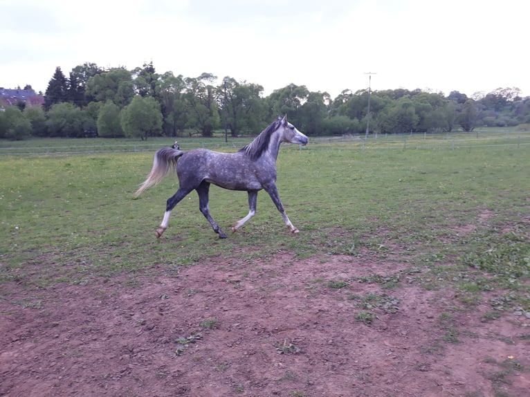 Arabian horses Stallion 10 years 15 hh Gray-Blue-Tan in Sankt Wendel