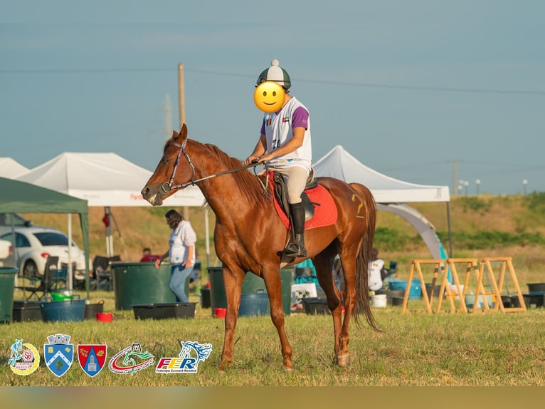 Arabian horses Stallion 10 years Chestnut in Bucharest