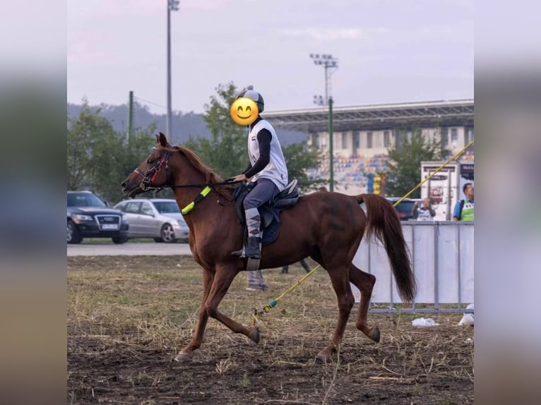 Arabian horses Stallion 10 years Chestnut in Bucharest