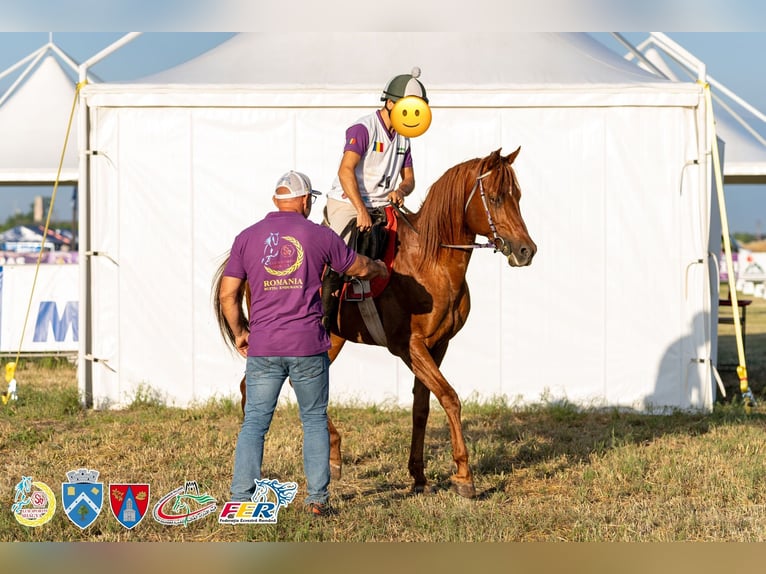 Arabian horses Stallion 10 years Chestnut in Bucharest