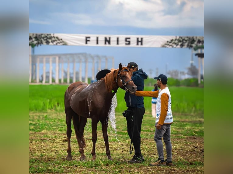 Arabian horses Stallion 10 years Chestnut in Bucharest