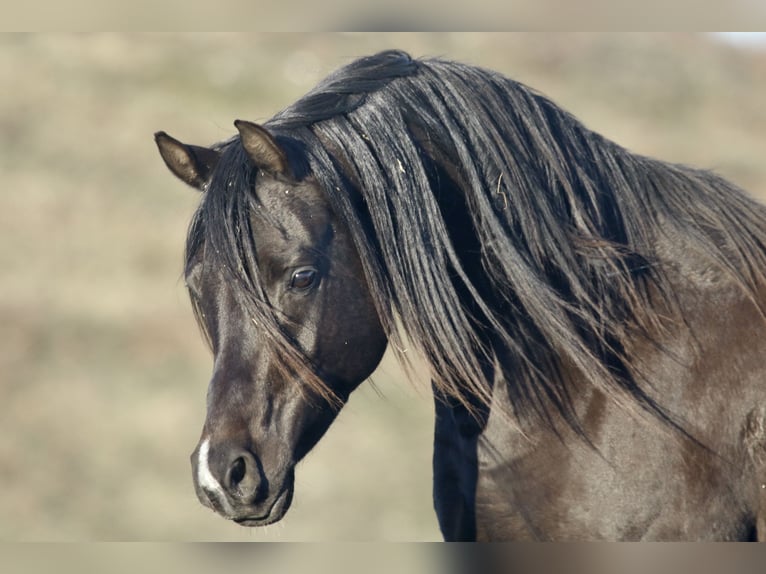 Arabian horses Stallion 11 years 15,1 hh Black in Hobro