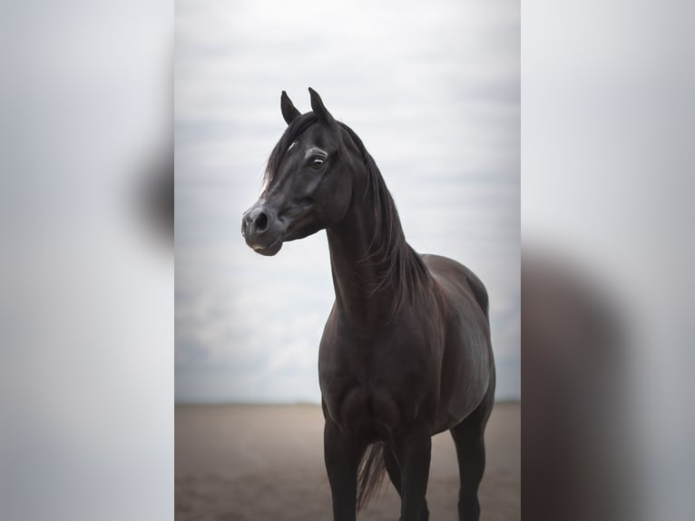 Arabian horses Stallion 11 years 15,1 hh Black in Hobro