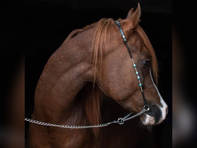 Arabian horses Stallion 11 years 15,1 hh Chestnut-Red in Hochborn