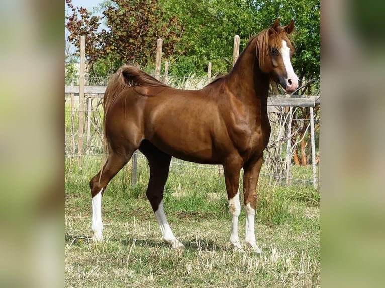 Arabian horses Stallion 11 years 15,1 hh Chestnut-Red in Hochborn