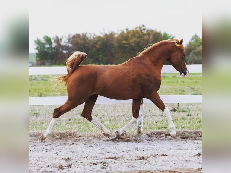 Arabian horses Stallion 11 years 15,1 hh Chestnut-Red in Hochborn