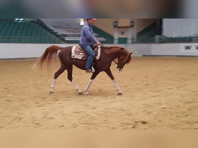 Arabian horses Stallion 11 years 15,1 hh Chestnut-Red in Hochborn