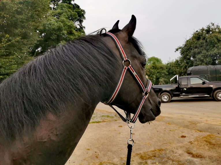 Arabian horses Stallion 11 years 15 hh Black in Höxter