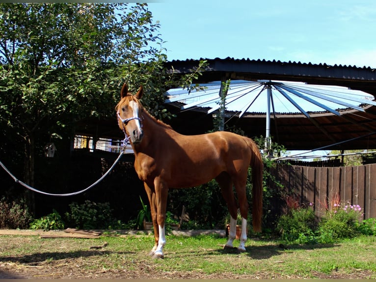 Arabian horses Stallion 11 years Chestnut in Nörvenich