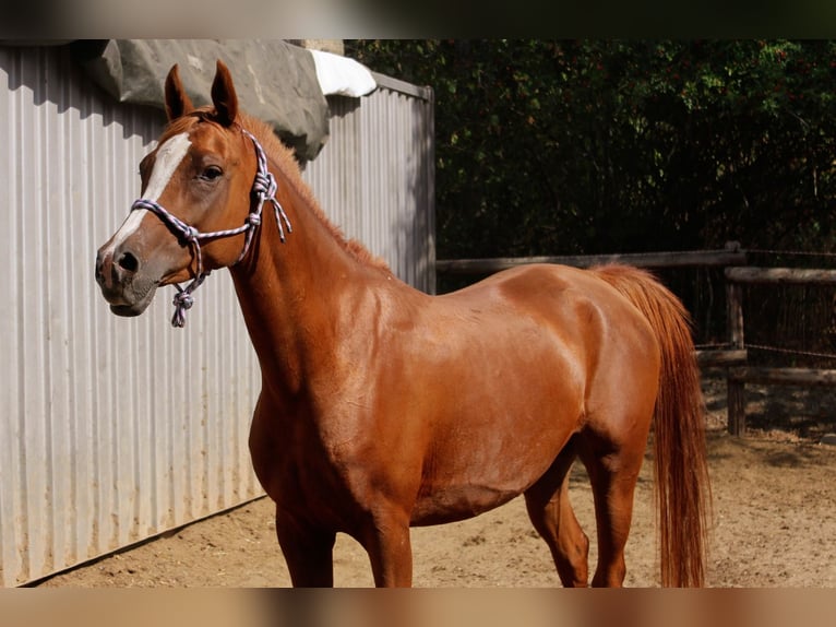 Arabian horses Stallion 11 years Chestnut in Nörvenich